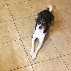 Meet your Posher, Misty